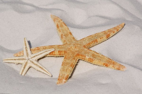 Découvrez le camping 4 étoiles argelès sur mer pour des vacances inoubliables